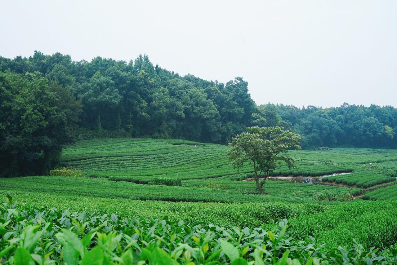 The Mountain Hotel Hangzhou Exterior photo